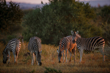 Plains or common zebra (Equus quagga, prev. Equus burchellii) herd. Mashatu, Northern Tuli Game Reserve. Botswana
