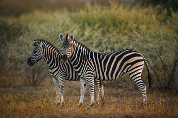 Fototapeta na wymiar Plains or common zebra (Equus quagga, prev. Equus burchellii). Mashatu, Northern Tuli Game Reserve. Botswana