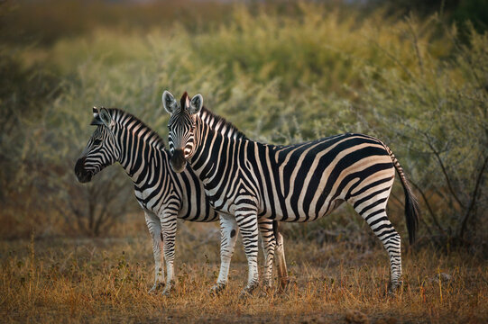 Plains or common zebra (Equus quagga, prev. Equus burchellii). Mashatu, Northern Tuli Game Reserve. Botswana