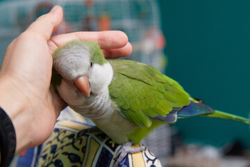 Close-up of friendly and cute Monk Parakeet. Green Quaker parrot and hand. Woman is petting parrot