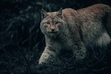 Deurstickers lynx © Halid