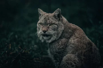 Gordijnen portrait of a lynx © Halid