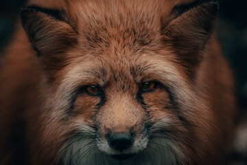 portrait of a fox