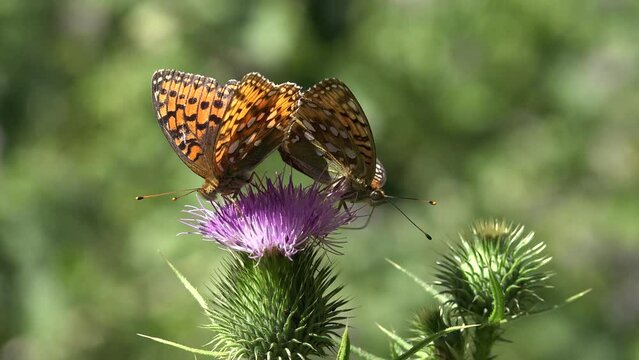 Butterfly Gathering Pollen on Thorns Flower, Flying Bee, Insects Pollinating Thistles, Desert Medicine Plants, Pollination