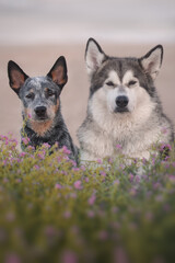 Alaskan malamute and blue heeler dogs