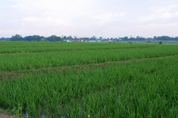Fototapeta premium Beautiful green paddy field in the morning