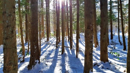 雪に閉ざされた廃道