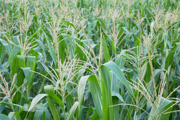 corn field have flowers crane