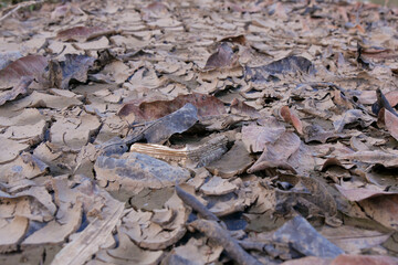 dry leaves on cracked soil. Drought, global warming, climate change concept