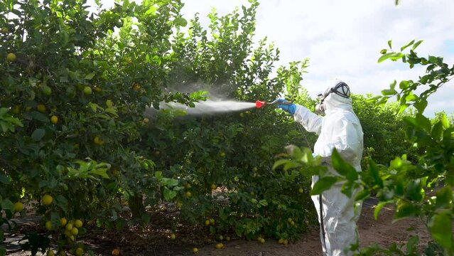 Spray ecological pesticide. Farmer fumigate in protective suit and mask lemon trees. Man spraying toxic pesticides, pesticide, insecticides