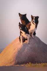 Three border collie dogs sitting one stone