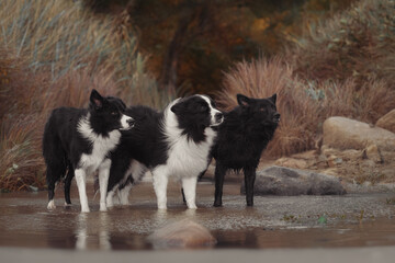 Three border collie dogs in water