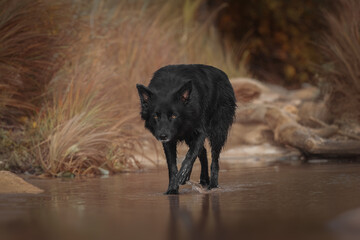 Beautiful black australian shepherd in water