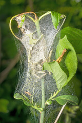 Cobweb with caterpillars and green leaves in the garden