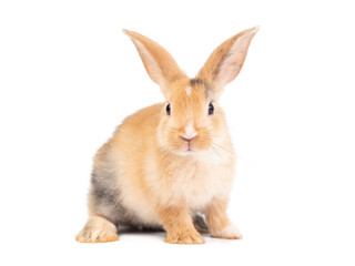 Front view of three color rabbit standing on white background. Lovely action of baby rabbit.