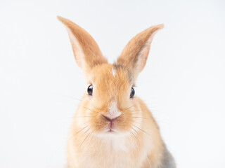 Front view at face of three color rabbit on white background. Close up at face of rabbit.