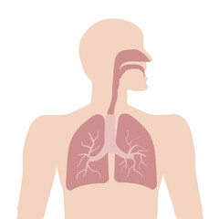A silhouette of a man with a schematic representation of the human respiratory system. Vector illustration
