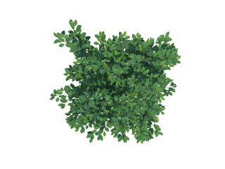 Spicebush top view png alpha channel