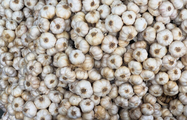 close up of garlic on the market