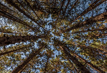 Low angle view of trees growing in forest