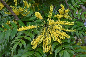 マホニア・メディア　チャリティー