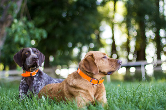Two dogs relaxing in the summer grass