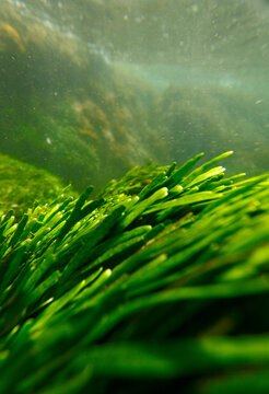 Aquatic stroll in Pittwater.