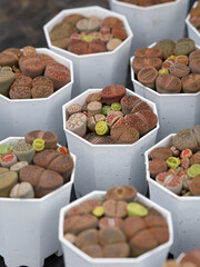 Lithops Succulents Cactus, Living Stone Succulents Top View
