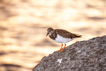 reddish turnstone in the sunset of Ponta do Sol in Madeira