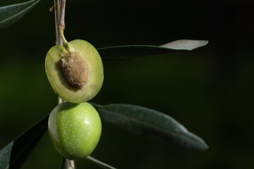 Close up of two green olives hanging on the branch of an olive tree. One of the olives is cut open....