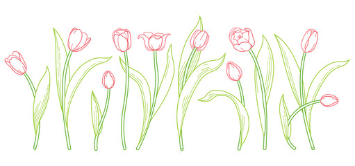 Line art bouquet of blooming spring flowers. Tulip flowers illustration. Symbol for Women's Day,...