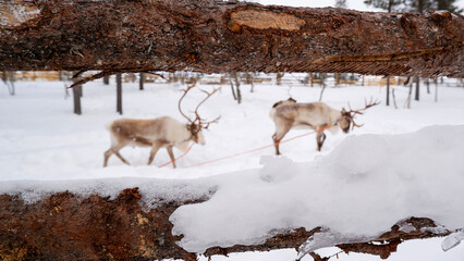 reindeers in the snow