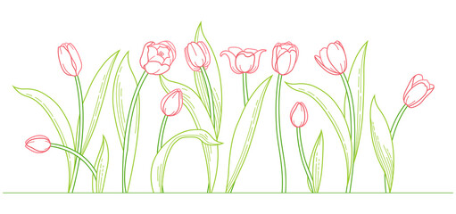 Line art bouquet of blooming spring flowers. Tulip flowers illustration. Symbol for Women's Day, Mothers Day. Design linear artwork element. Tulips. Springtime