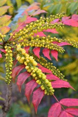 植物園のマホニア・メディア　チャリティー