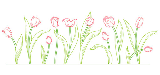 Line art bouquet of blooming spring flowers. Tulip flowers illustration. Symbol for Women's Day, Mothers Day. Design linear artwork element. Tulips. Springtime