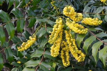植物園のマホニア・メディア　チャリティー