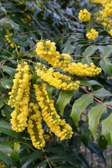 植物園のマホニア・メディア　チャリティー