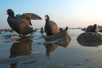 Fototapeta premium Migratory birds in my Hometown lake