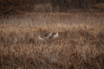 A family of Sandhill Cranes in the marsh grass
