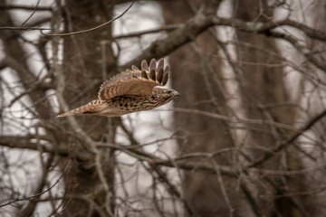 Juvenile Red-shouldered Hawk flies through the woods