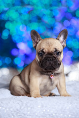 dog breed french bulldog