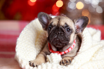 dog breed french bulldog