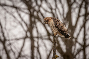 Red-tailed Hawk scans the corn field from a dead tree