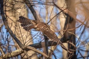 Juvenile Red-shouldered Hawk takes off from a tree branch