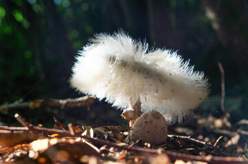 Beautiful fluffy mushroom parasite Spinellus fusiger (bonnet mold) on the mushroom Macrolepiota procera. Macro photo in the forest, on a dark natural background