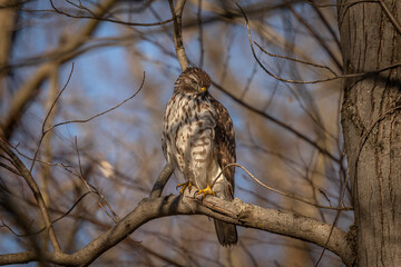 Juvenile Red-shouldered Hawk perched on a tree branch