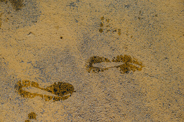 Wet footprints from the soles of shoes on the asphalt, on the yellow road