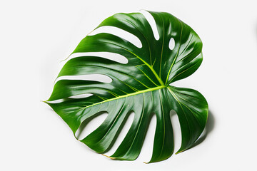 Naklejka na ściany i meble Close up tropical jungle Monstera leaves isolated on white background. With clipping path. Full depth of field.