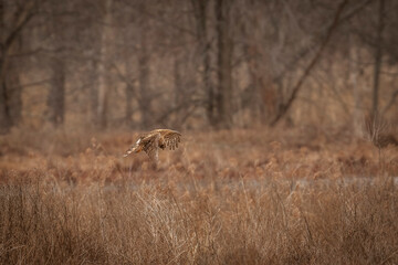 Female Northern Harrier spots prey in the marsh grass