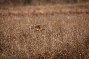 Female Northern Harrier flies over the marsh